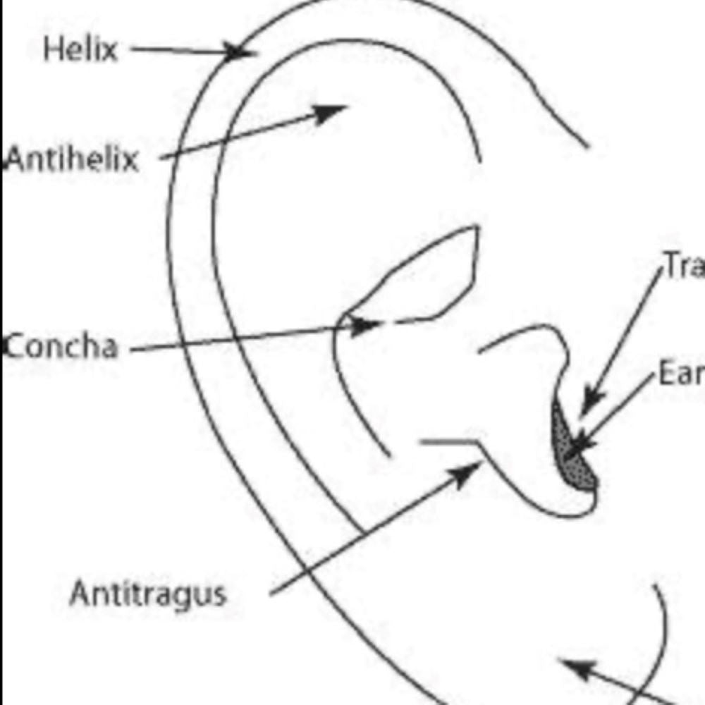 Diagram of Parts of the ear